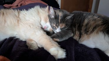 cuddling cats
