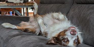 Belly Up dog with big smile