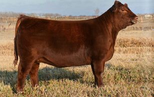 RED BLAIR'S MONIQUE 522C
DOB: JULY 7, 2015 1883901