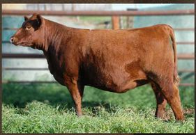 RED SSS LYDA 254B
MAR 05, 2014 BW 90 WWT 672 YWT 838