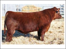 Red SSS Poker Face 136Y