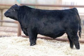 SSS Pay Dirt 357Z Reg # 1716194
Canadian Red Gene Carrier