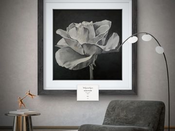 Whispered Layers Beneath Night captures a lone rose in nuanced grays emerging from darkness.