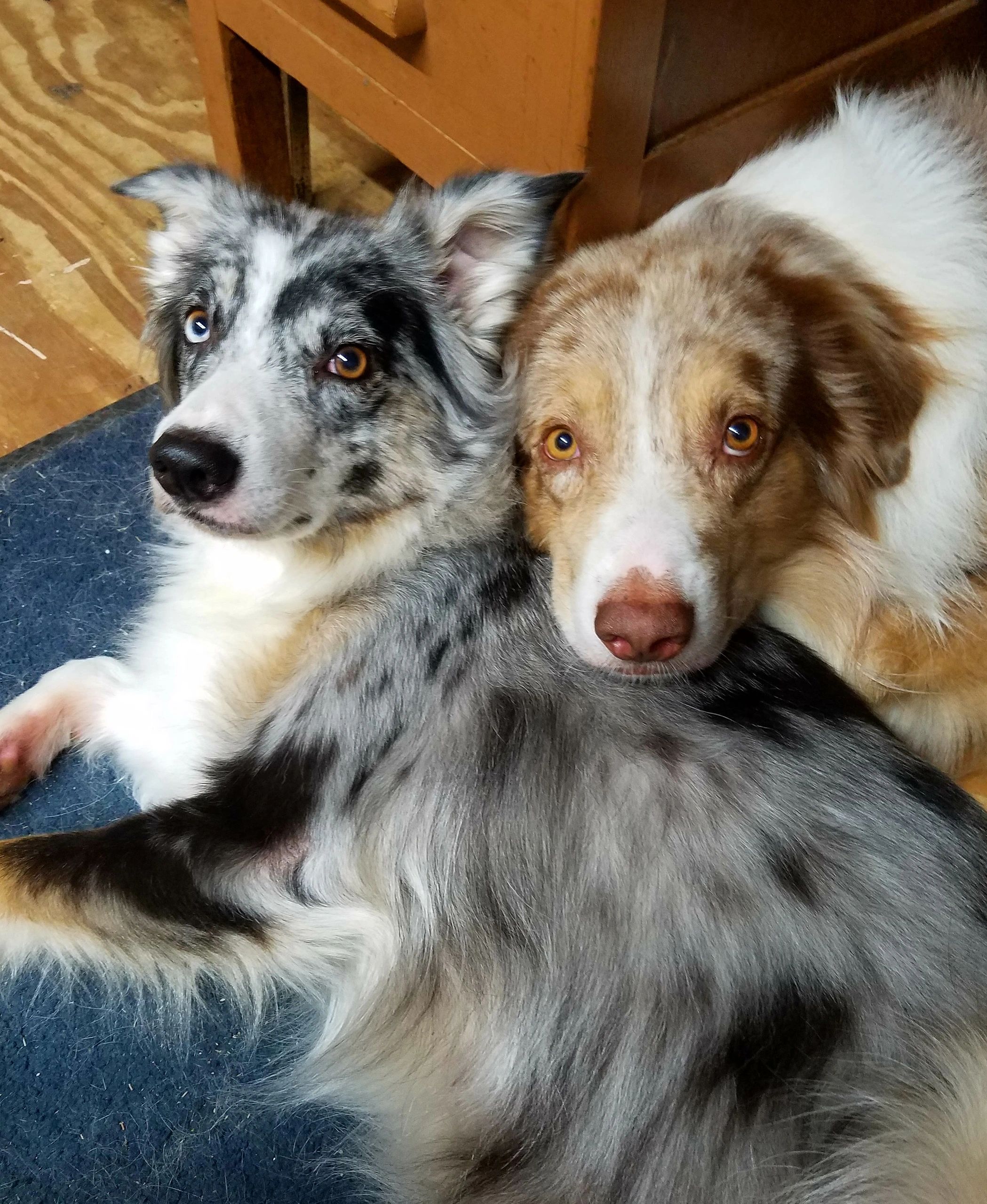 Puppies For Sale Five Mile Farm Australian Shepherds