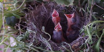 Baby Black-Throated Sparrows born in a planter at the Hideaway.