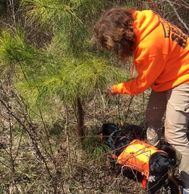 training a dog to search