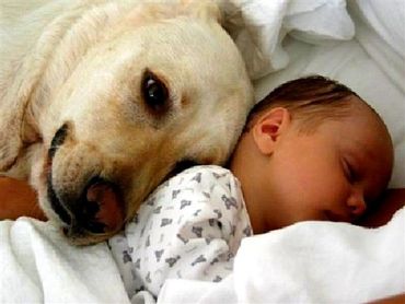 dog laying on baby