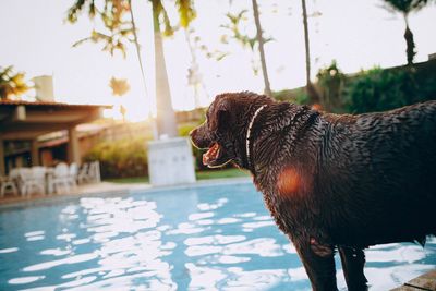dog near swimming pool