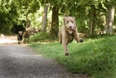 dogs running