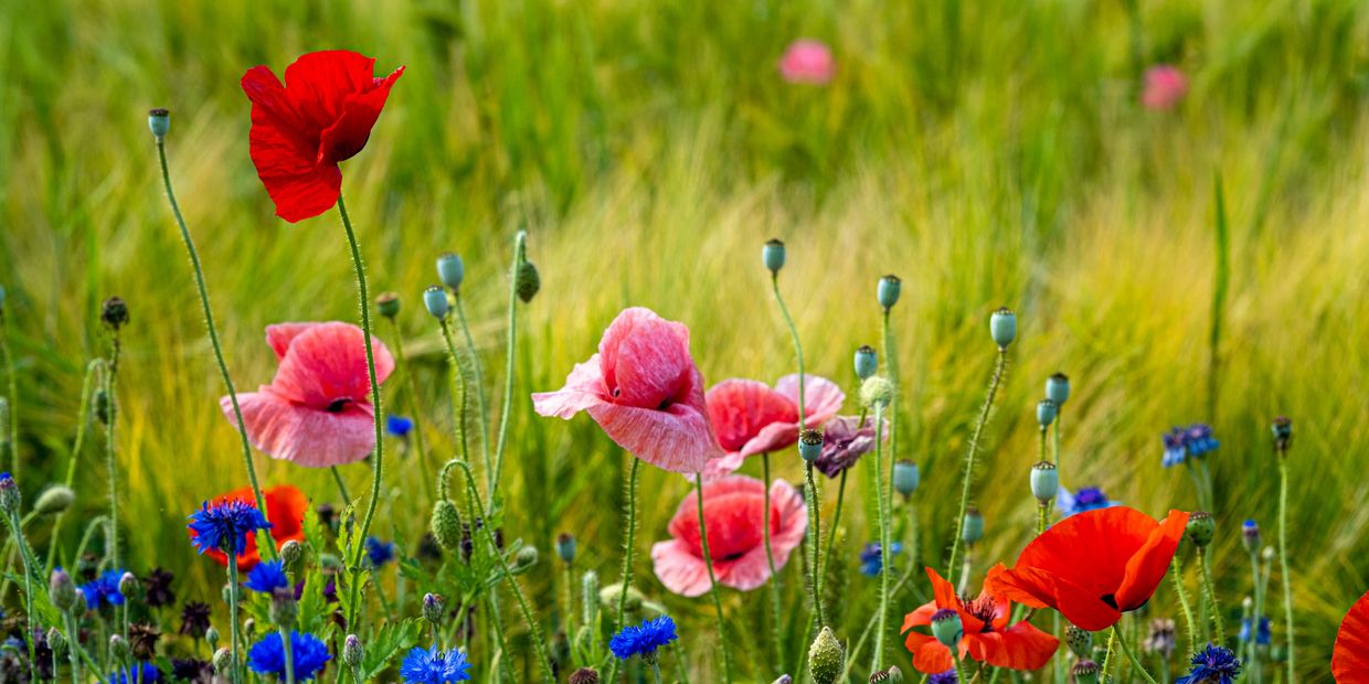 Colorful wildflowers blooming in a vibrant green field.