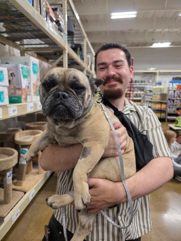 Man holding a serious-looking French bulldog in a pet store.