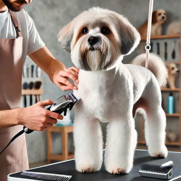 Tosatura igienica per cani: pulizia precisa e professionale per garantire comfort e igiene.