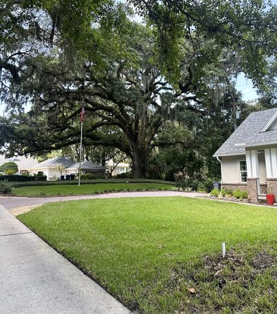 Mature live oak on a residential property in Clifton, Arlington, Jacksonville.