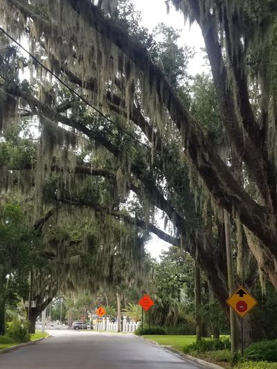 Mature live oaks and tree-lined streets are part of what makes Ortega & Venetia one of Jacksonville'