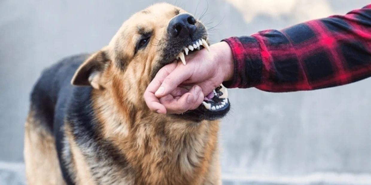 Jones & Koch Law Firm settling dog bite attack personal injury cases in Corpus Christi and Houston