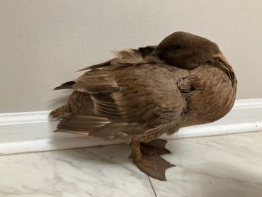 A brown duck resting with its head tucked under its wing indoors.