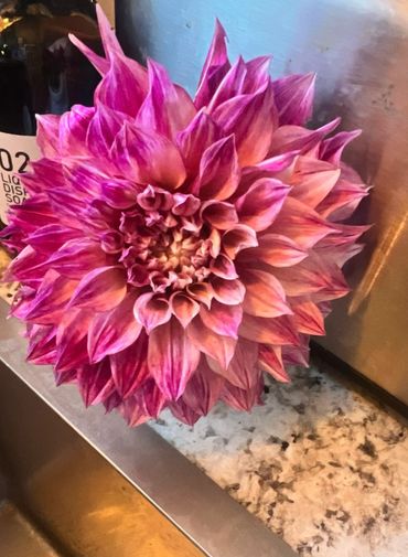 A vibrant pink and purple dahlia flower with layered petals.