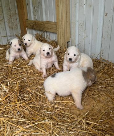 A litter of fluffy white puppies resting on straw bedding in a wooden pen.
