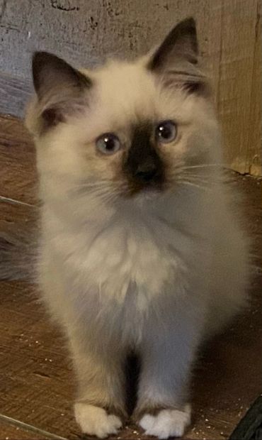 Fluffy kitten with dark ears and blue eyes standing on a wooden floor.