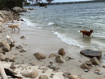 some pack walk members...