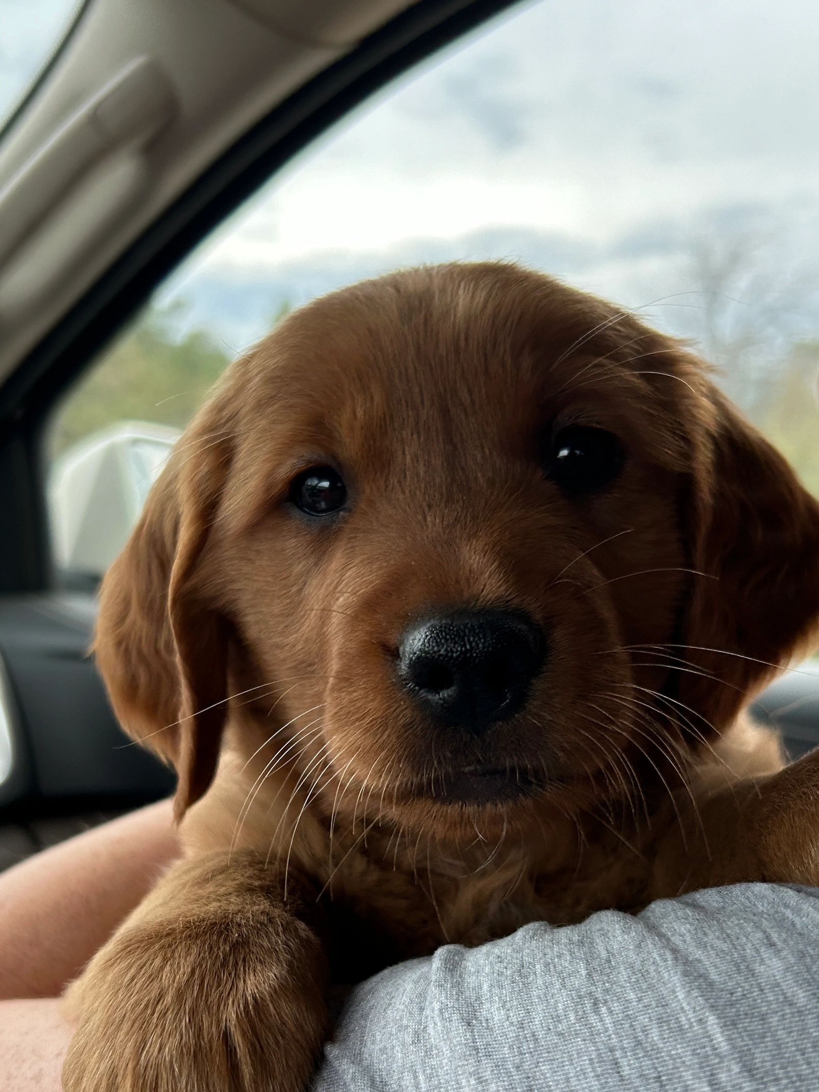 Close-up of an adorable golden retriever puppy inside a car.