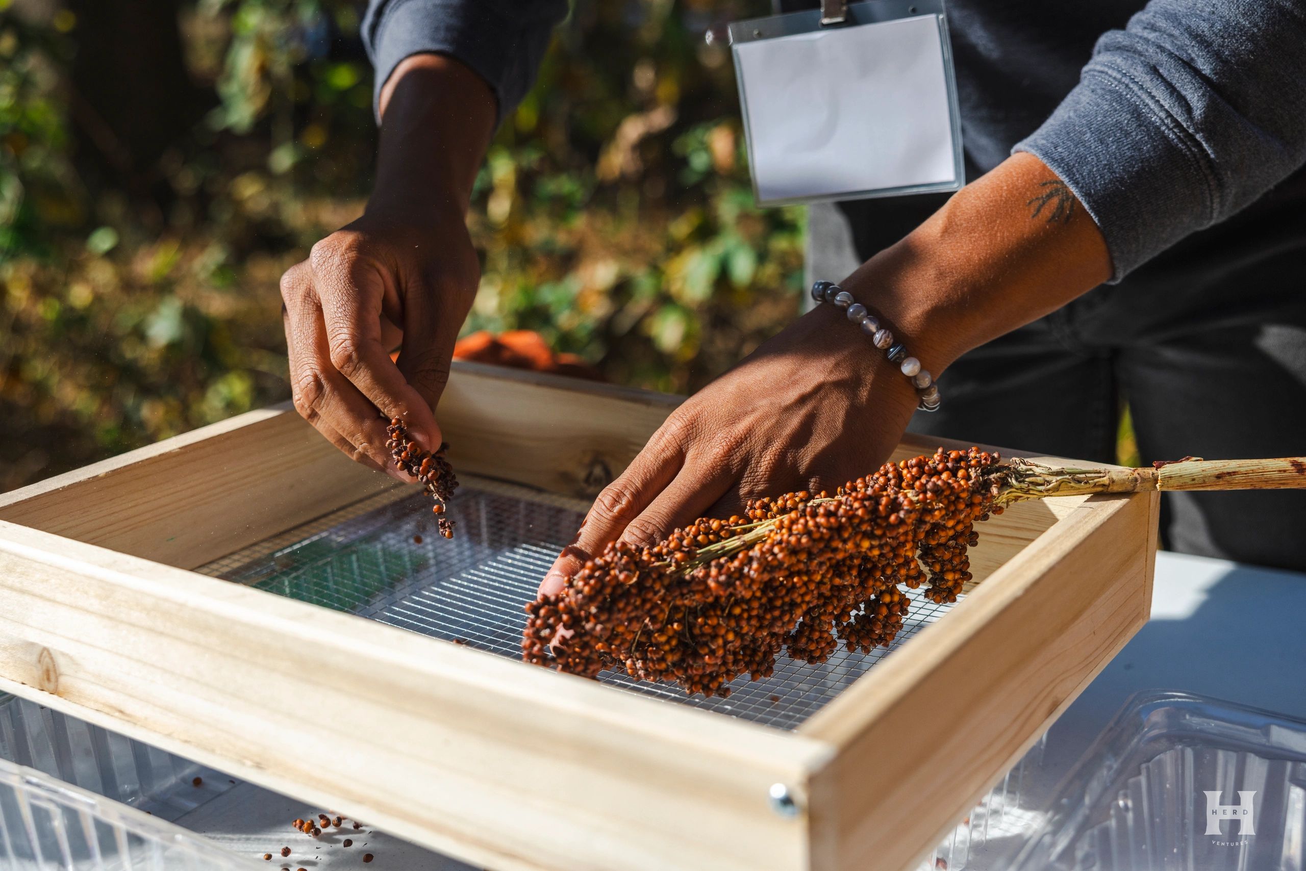 Hands sorting seeds through a wooden sieve outdoors.