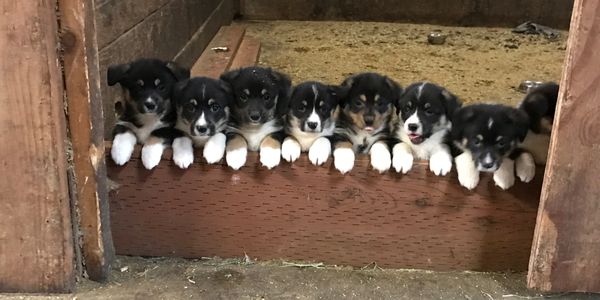 One litter of 10 happy corgi pups
