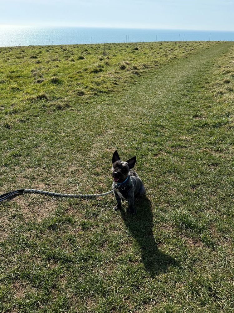 Small black dog sitting on a grassy path by the sea on a sunny day.