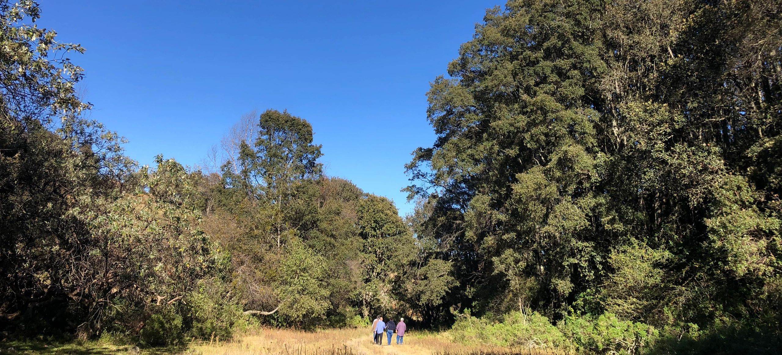 Caminata en bosque. Cohousing México, Aculco, Bosques del Zethe