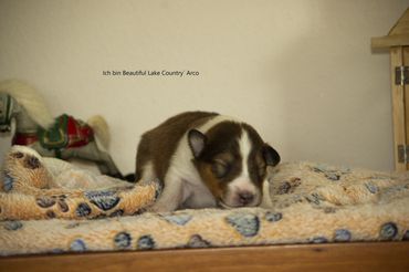 Am 13 Tag hatten alle die Augen offen .Vereinzelt wird schon versucht sich aufzurichten und zu lau