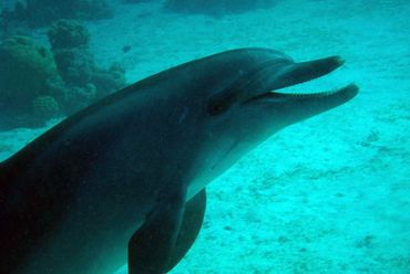 Seeking Dolphin at the red sea