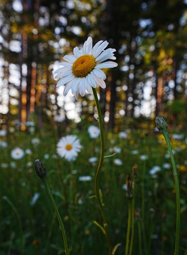 White daisys in a forest setting in the pacific northwest.