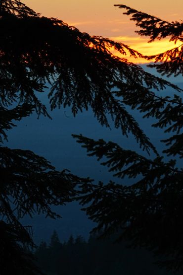 gorgeous sunset colors framed by pine tree branches in the pacific northwest. ready to be wall art