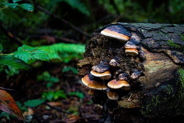 mushrooms on a log in the rainforest of washington state, pacific northwest. beautiful misty day