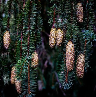 Long hanging branches of a pine tree in the pacific northwest. The branches laden with pinecones.