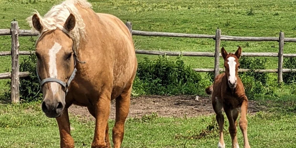 A mare and her foal standing in a grassy paddock with a wooden fence.