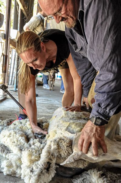 A woman learning how to shear a sheep. She has blonde hair in a ponytail. A man is helping her.