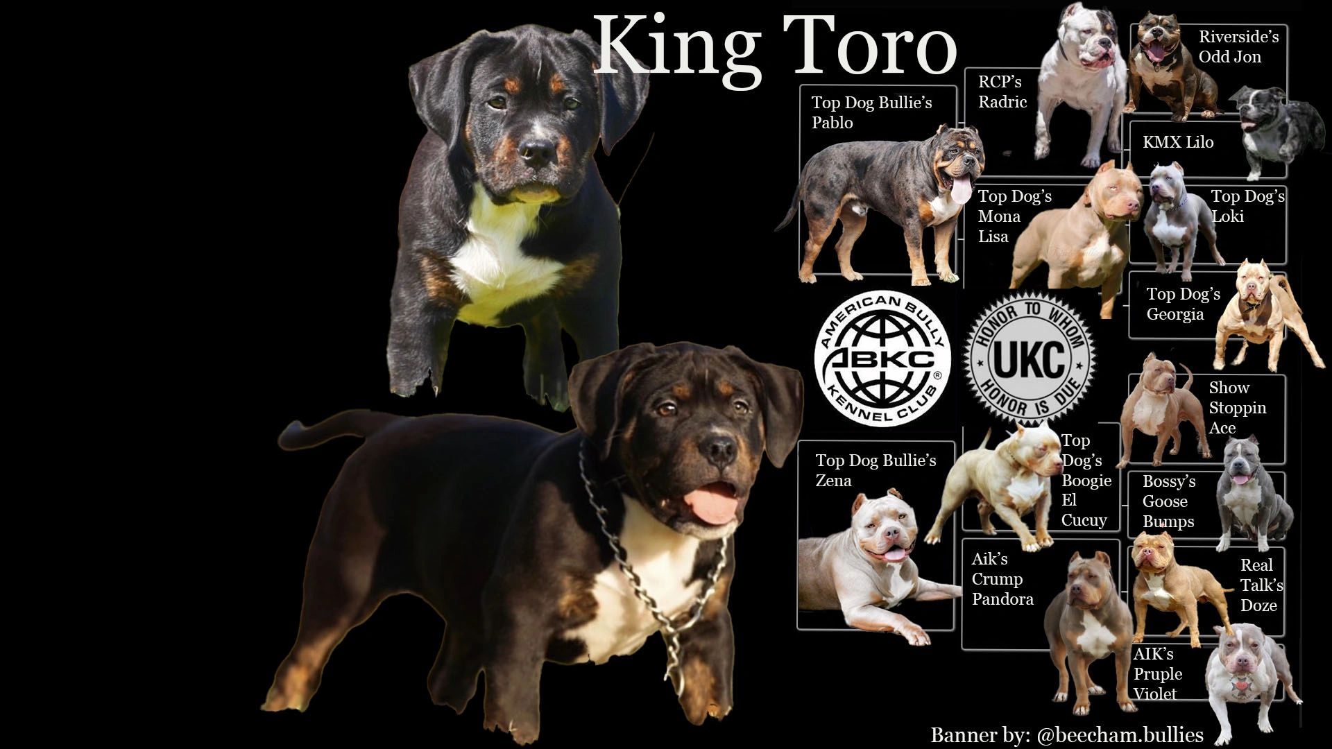 EXQUISITE BULLYS KING TORO 
TRINDLE AMERICAN BULLY
TOPDOGBULLIES BLOODLINE