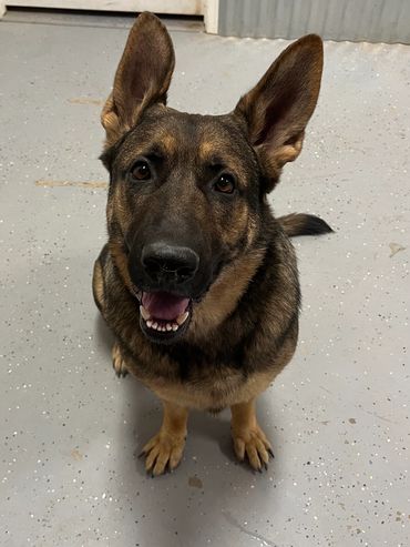 Czech Shepherd, Butch working on stay