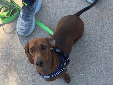 Dachshund, Toby working on go say hi
