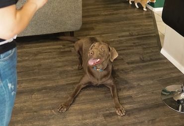 Silver Labrador, Kelso working on wait