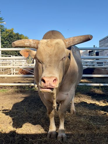 A large bull with curved horns stands in a pen under a clear blue sky.