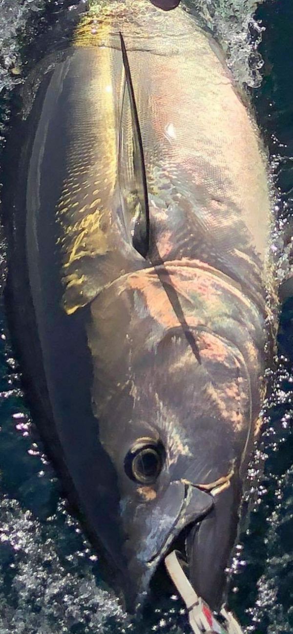 Bluefin Tuna - Cornwall
www.cornishfishing.co.uk