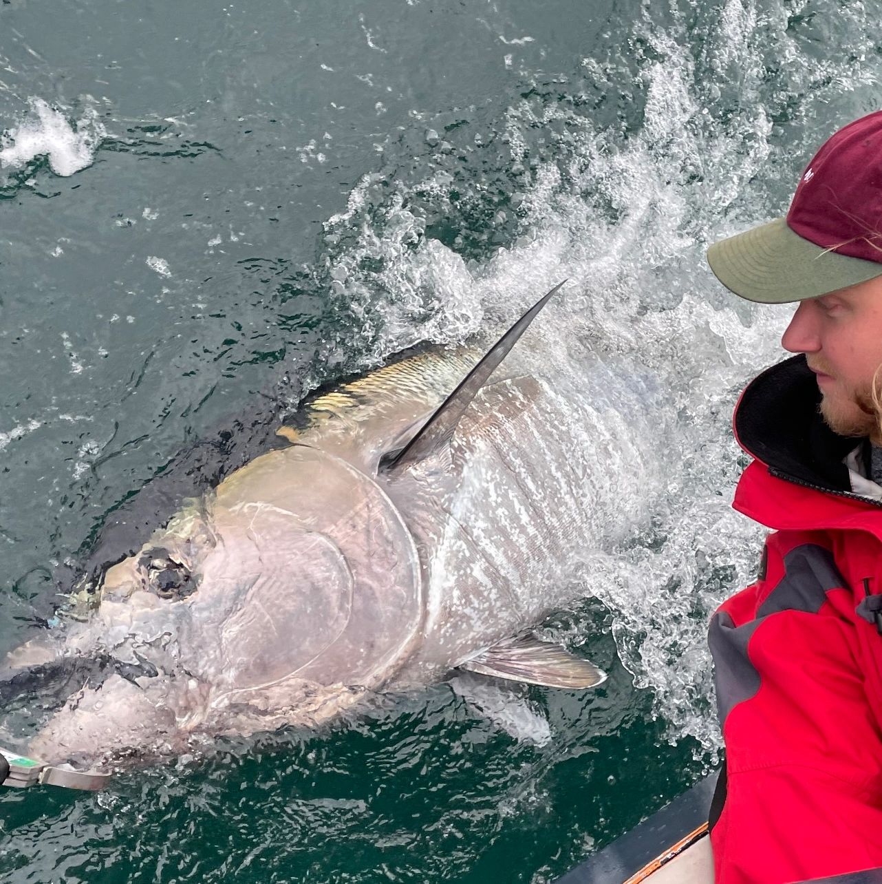 A stunning 500lb Bluefin Tuna being revived before release onboard Seawatch at Falmouth.