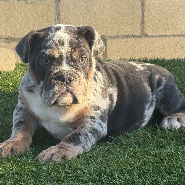 Merle, English bulldog female