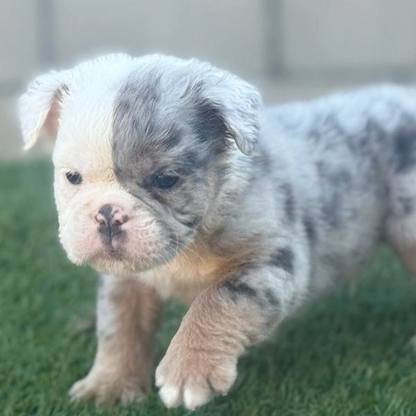 Fluffy English bulldog