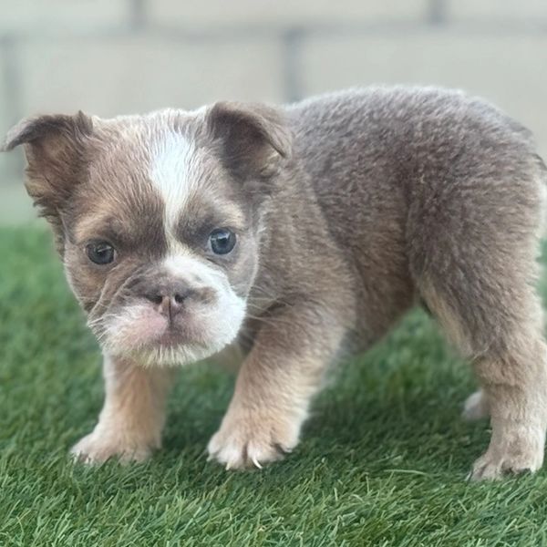 Fluffy English bulldog