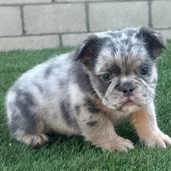 Fluffy English bulldog