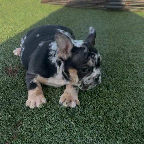 Merle French bulldog