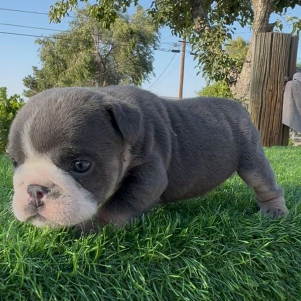 Blue Tri English bulldog female